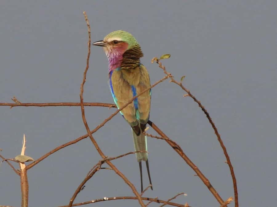 Victoria Falls: Private Birdwatching Safari near the town - Why this short safari works so well