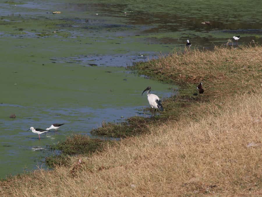 Victoria Falls: Private Birdwatching Safari near the town - Shrubland birds beyond the water