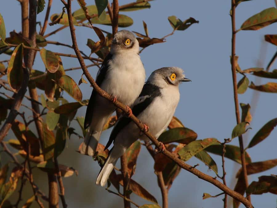 Victoria Falls: Private Birdwatching Safari near the town - The optional Victoria Falls Safari Club stop