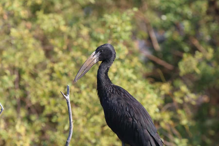 Victoria Falls: Private Zambezi River Birdwatching Safari - Key points at a glance