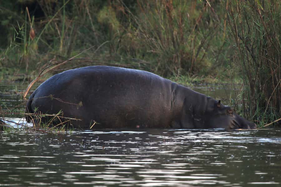 Victoria Falls: Private Zambezi River Birdwatching Safari - The rare birds that make this trip worth it