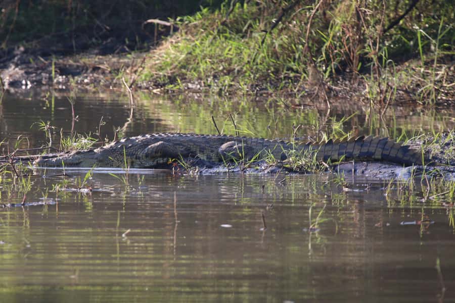 Victoria Falls: Private Zambezi River Birdwatching Safari - Hippos, crocodiles and mammals along the banks