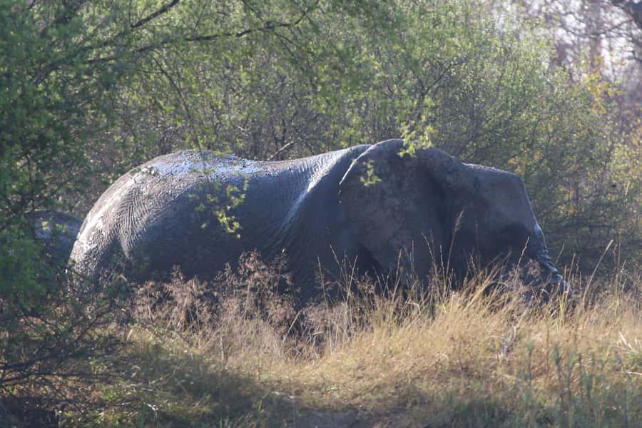 Victoria Falls: Private Zambezi River Birdwatching Safari - Why the private boat is worth the extra attention