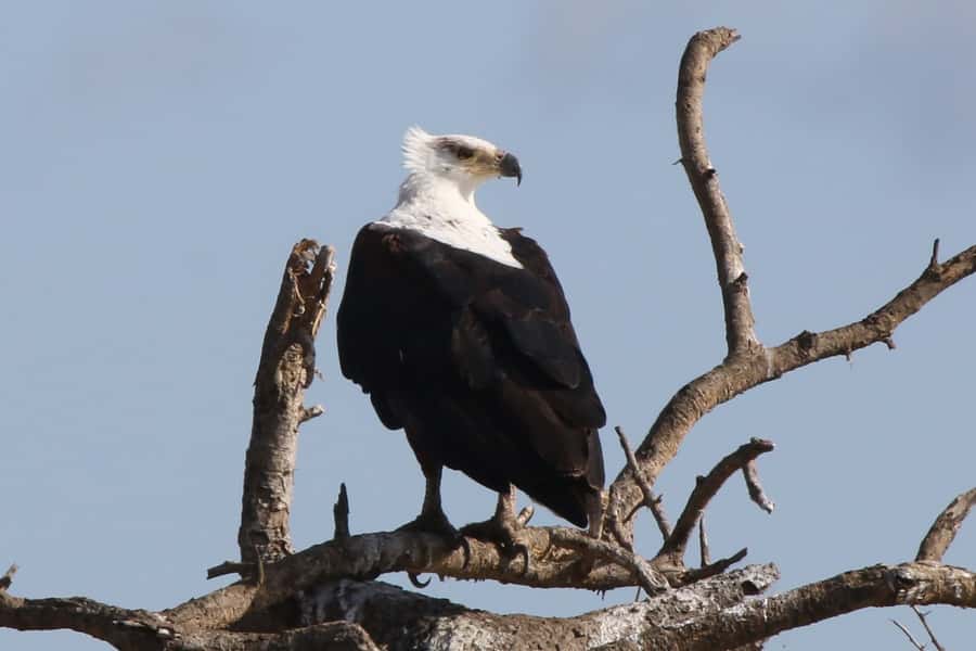 Victoria Falls: Private Zambezi River Birdwatching Safari - Guides, spotting and the human side of the trip