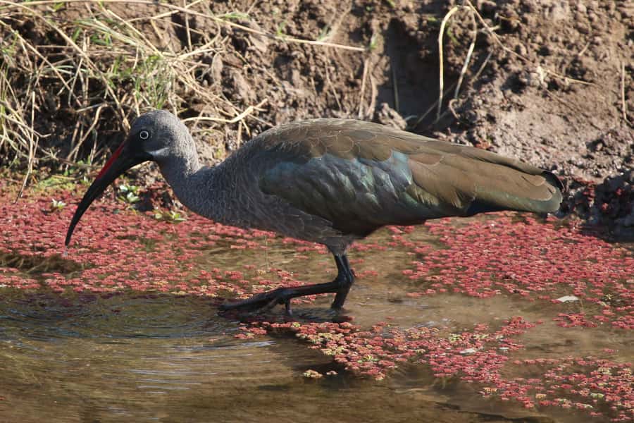 Victoria Falls: Private Zambezi River Birdwatching Safari - Price, park fees and overall value