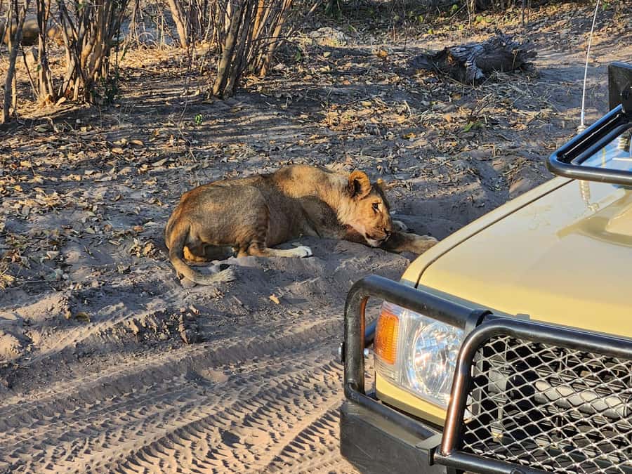 Victoria Falls: Quadripoint and Chobe Day Trip with Lunch - Key points to know before booking