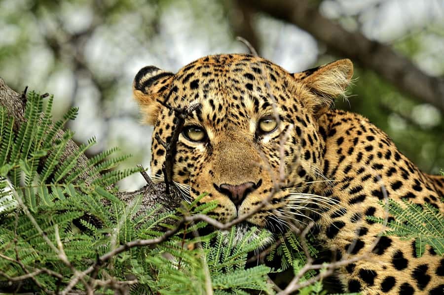 Victoria Falls: Quadripoint and Chobe Day Trip with Lunch - Why this Chobe day trip is worth considering