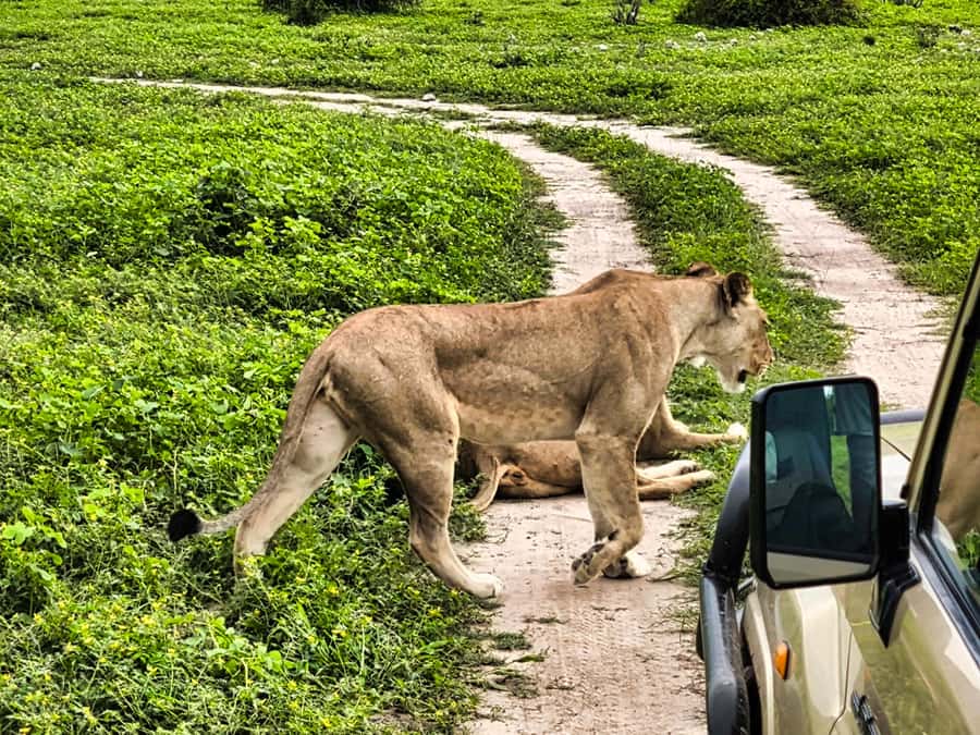 Victoria Falls: Quadripoint and Chobe Day Trip with Lunch - Three hours in an open-sided Chobe safari vehicle