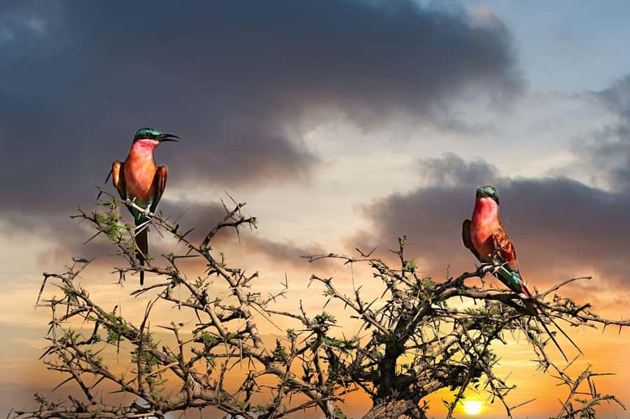 Victoria Falls: Quadripoint and Chobe Day Trip with Lunch - A riverside buffet gives the day a needed pause