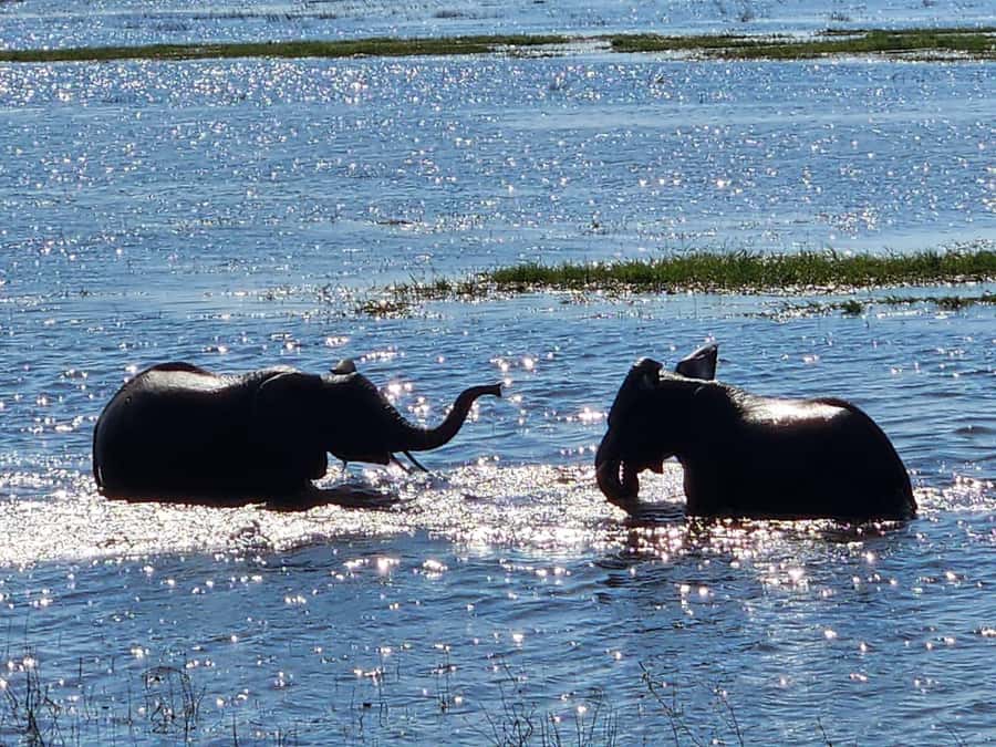 Victoria Falls: Quadripoint and Chobe Day Trip with Lunch - Is the $235 price good value?