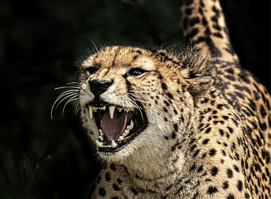 Victoria Falls: Quadripoint and Chobe Day Trip with Lunch - Who should book this experience?