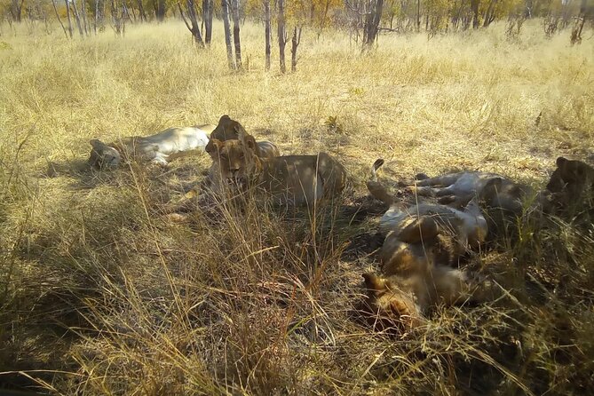Victoria Falls Safari Tour Full Day - Why this packed Victoria Falls day works