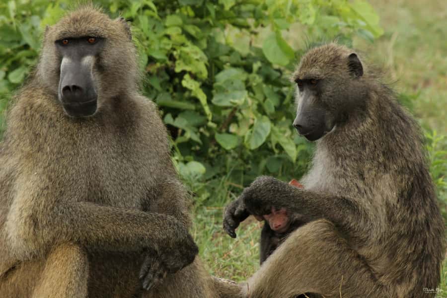 Victoria Falls Safari with Lunch and Sunset Cruise - The Victoria Falls rainforest at 11:00 AM