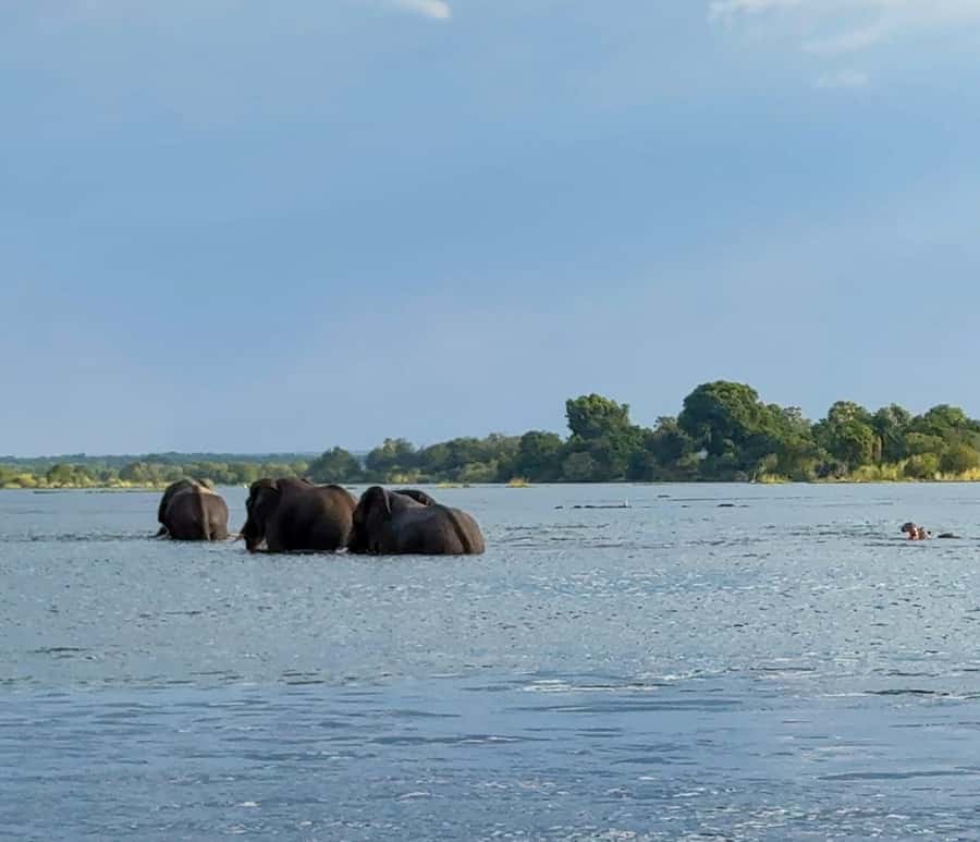 Victoria Falls: Sunset Cruise on the Zambezi River - How the timing shapes the experience