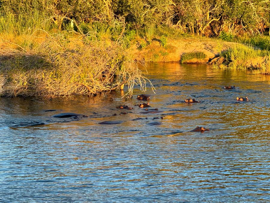 Victoria Falls: Sunset Cruise on the Zambezi River - Booking flexibility and the return to town