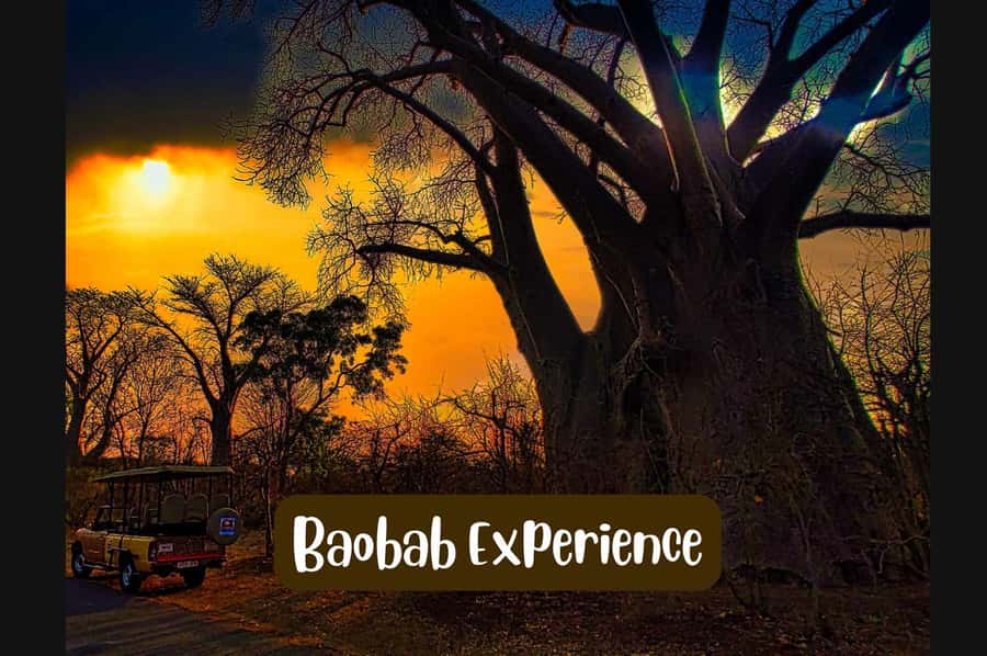 Victoria Falls: Vulture Safari and Bush Walk - Key points to know before booking
