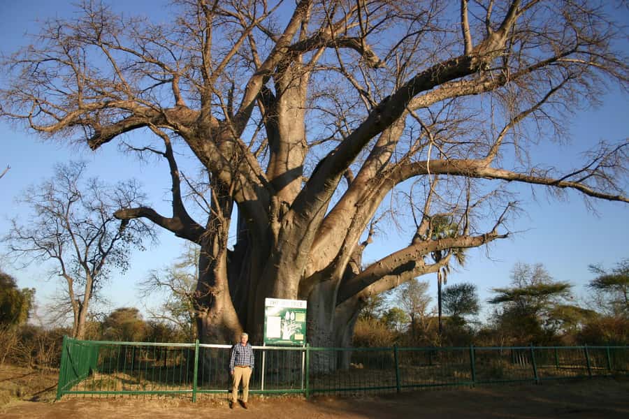 Victoria Falls: Vulture Safari and Bush Walk - Who should book this experience?