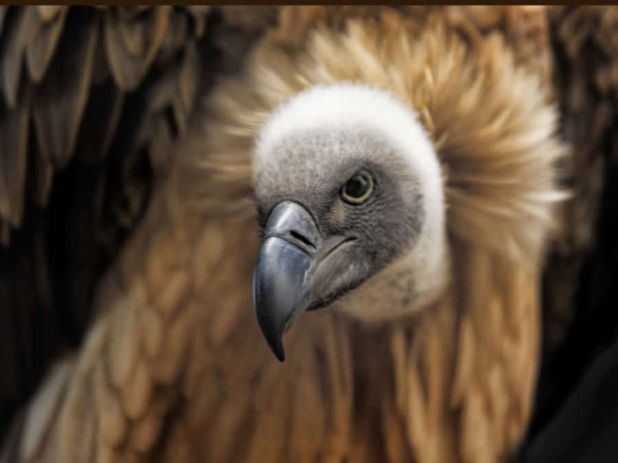 Victoria Falls: Vulture Safari and Bush Walk - Why this unusual Victoria Falls tour is worth considering
