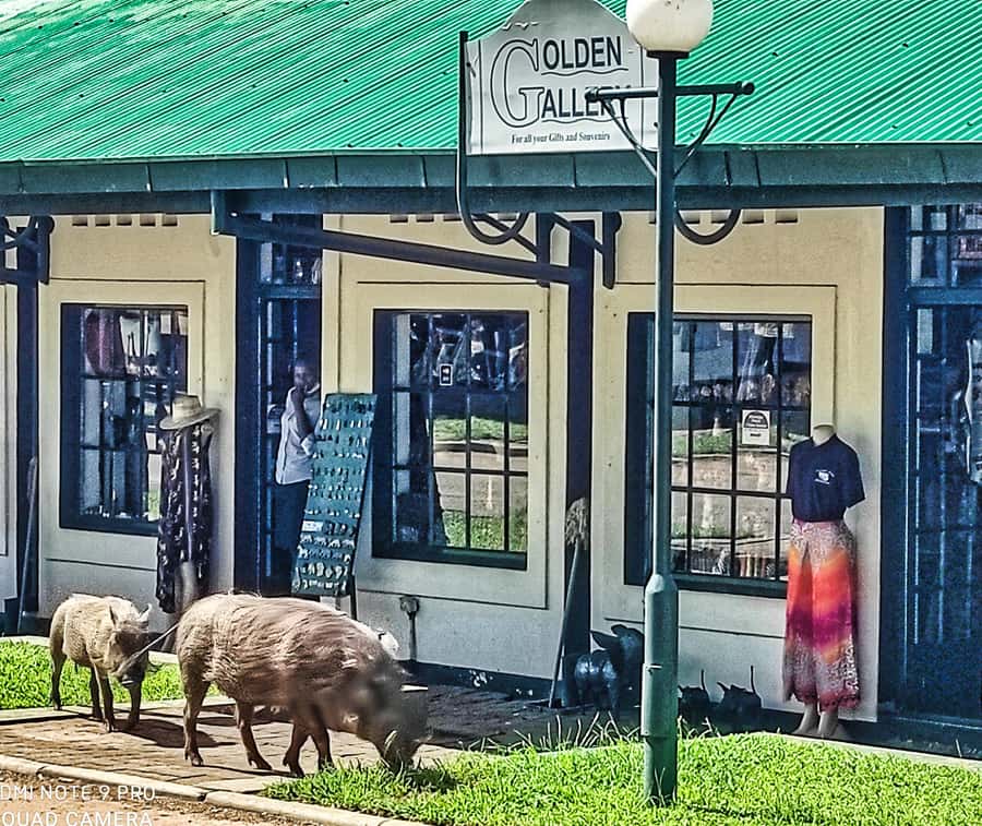 Victoria Falls: Vulture Safari and Bush Walk - Is $78 a fair price?