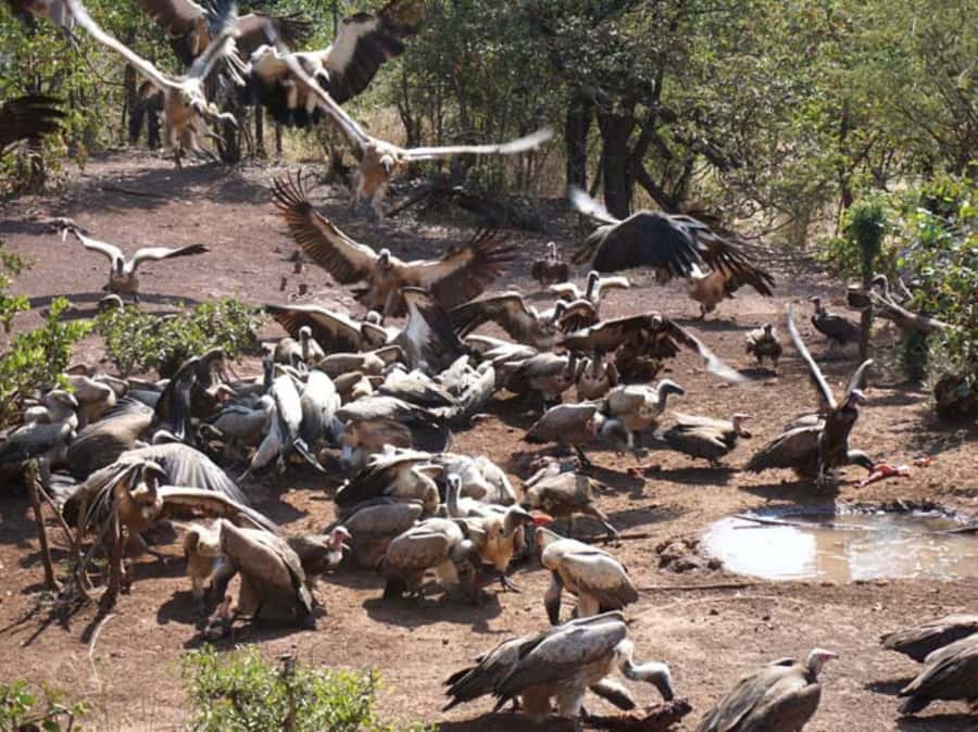 Victoria Falls: Vulture Safari and Bush Walk - Starting among Victoria Falls landmarks