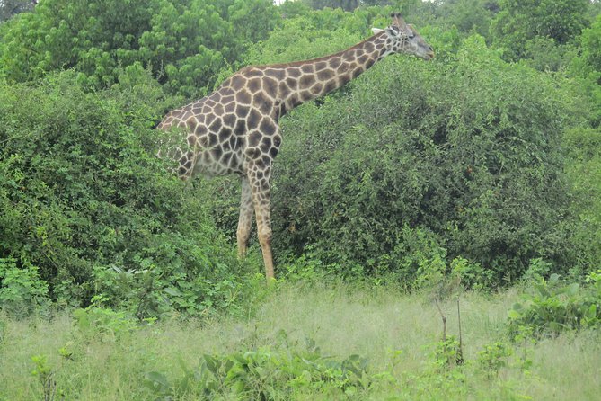 Victoria Falls: Whitewater Rafting + Chobe Safari Combo - What to pack and what to confirm