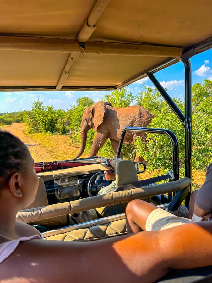 Victoria Falls: Zambezi National Park Game Drive - Key points at a glance