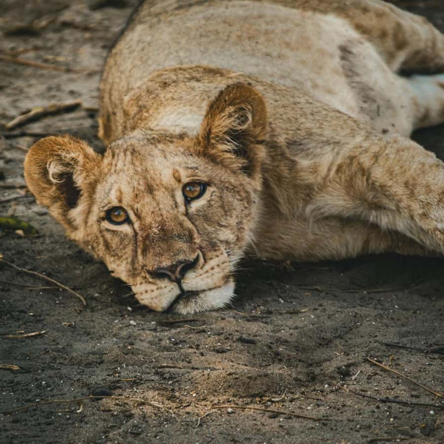 Victoria Falls: Zambezi National Park Game Drive - A simple Victoria Falls wildlife outing
