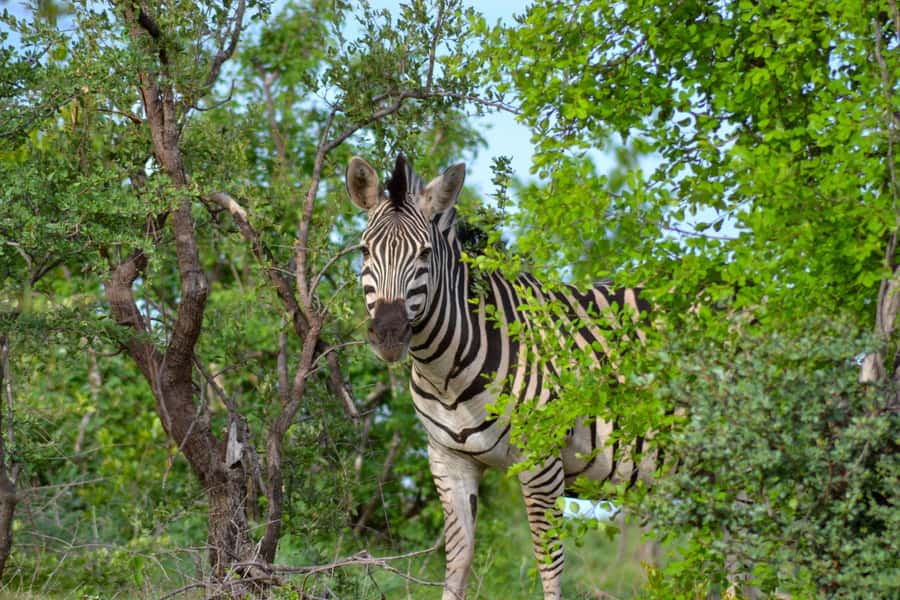Victoria Falls: Zambezi National Park Game Drive - Is $95 a fair price?