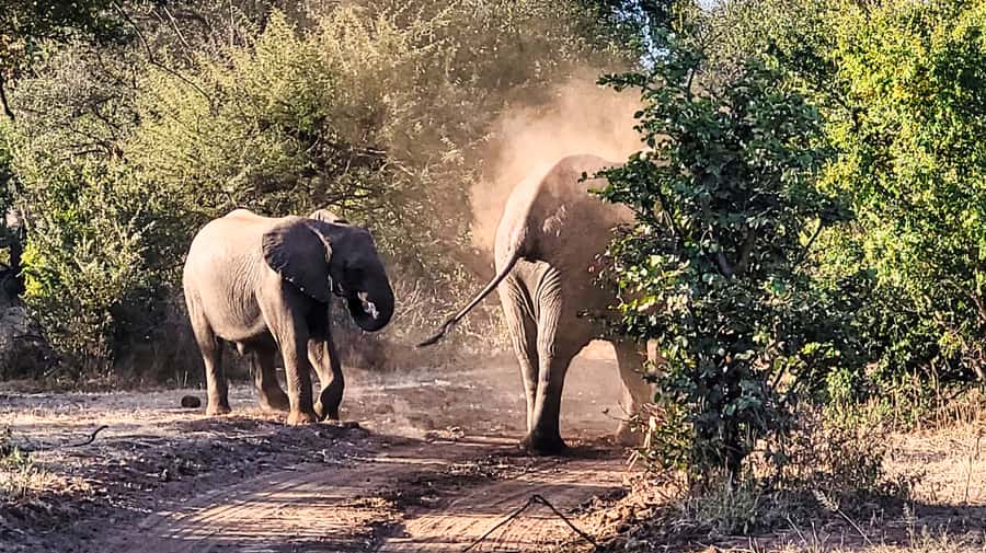 Victoria Falls: Zambezi National Park Safari - Why this safari works well from Victoria Falls
