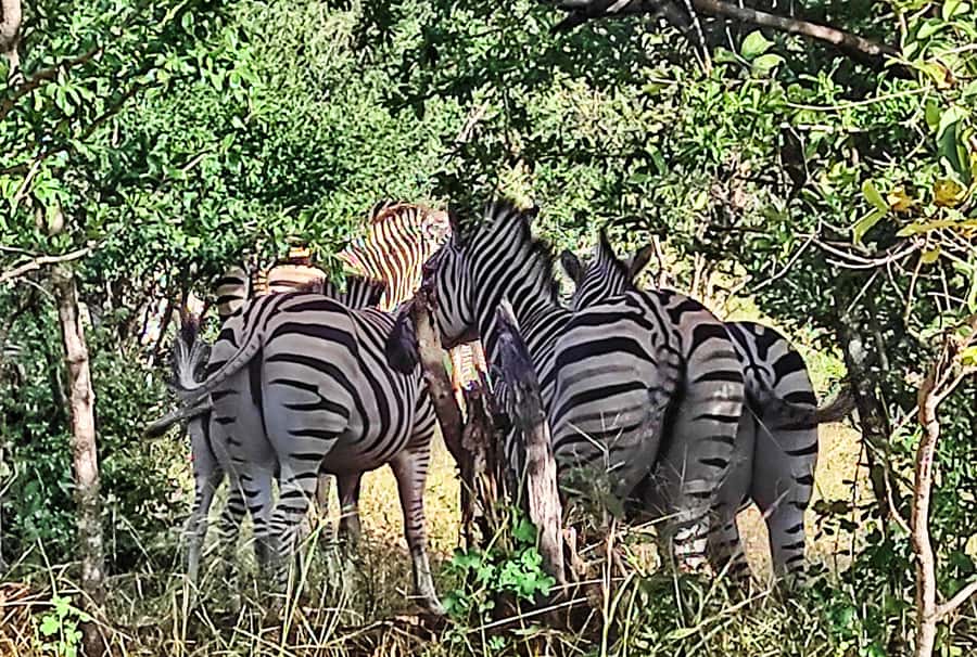 Victoria Falls: Zambezi National Park Safari - Who should book this experience?