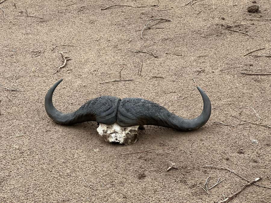 Zambezi 3hr Game Drive - From Pickup to the Park Gate