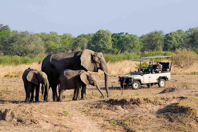 Zambezi National Park AM or PM Game Drive - Why Zambezi National Park works for a short safari