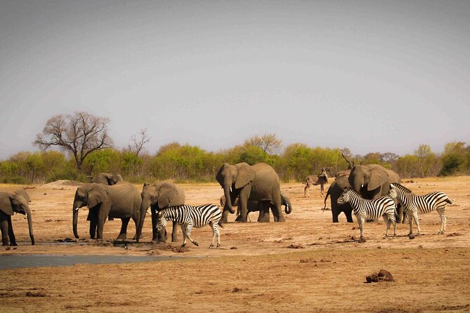 Zambezi National Park AM or PM Game Drive - Wildlife sightings: what you might actually see