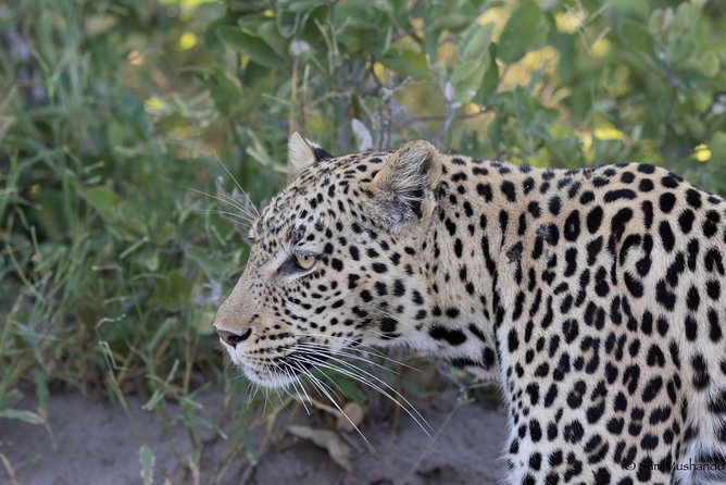 Zambezi National Park Game Drive AM /PM - Key points to know before booking