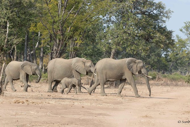 Zambezi National Park Game Drive AM /PM - Why this safari makes sense from Victoria Falls