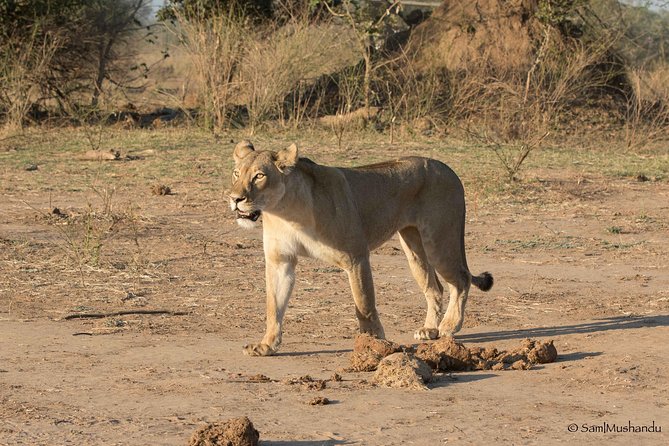 Zambezi National Park Game Drive AM /PM - Group size, comfort, and the small-group promise