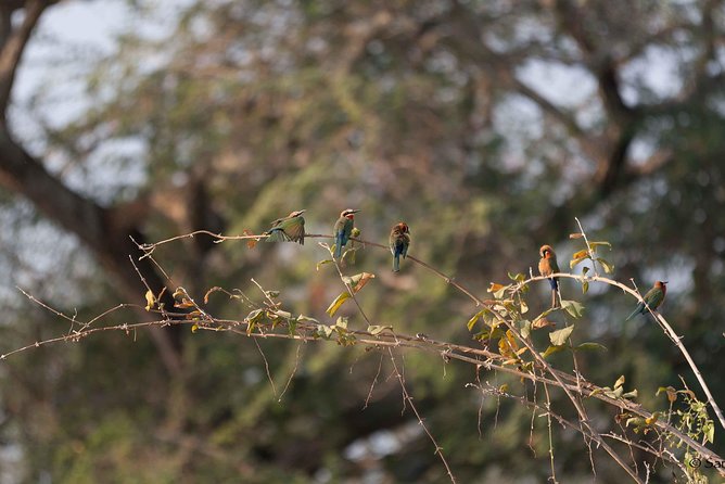 Zambezi National Park Game Drive AM /PM - Morning or afternoon: choosing the right drive