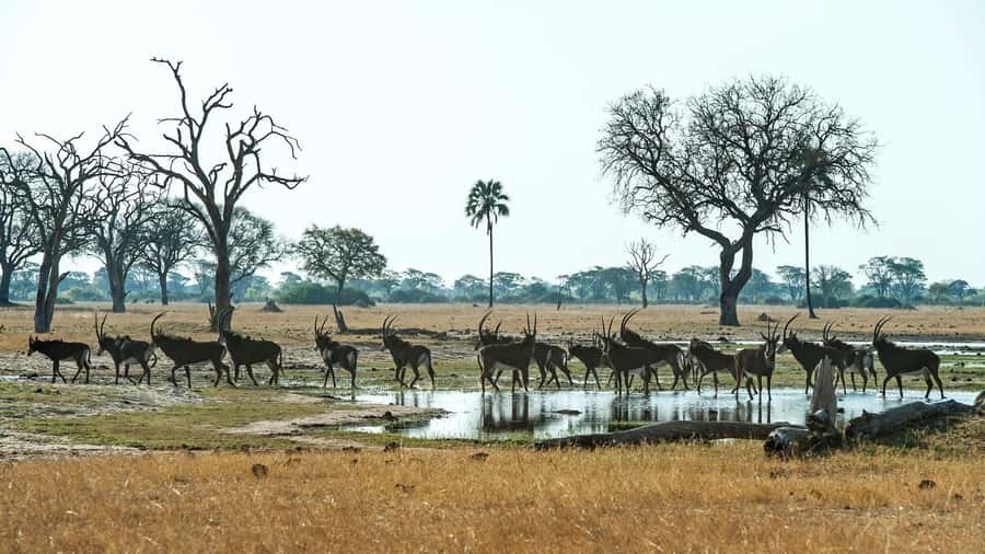 Zambezi National Park Game Drive in a Small Group - Why This Safari Works So Well From Victoria Falls