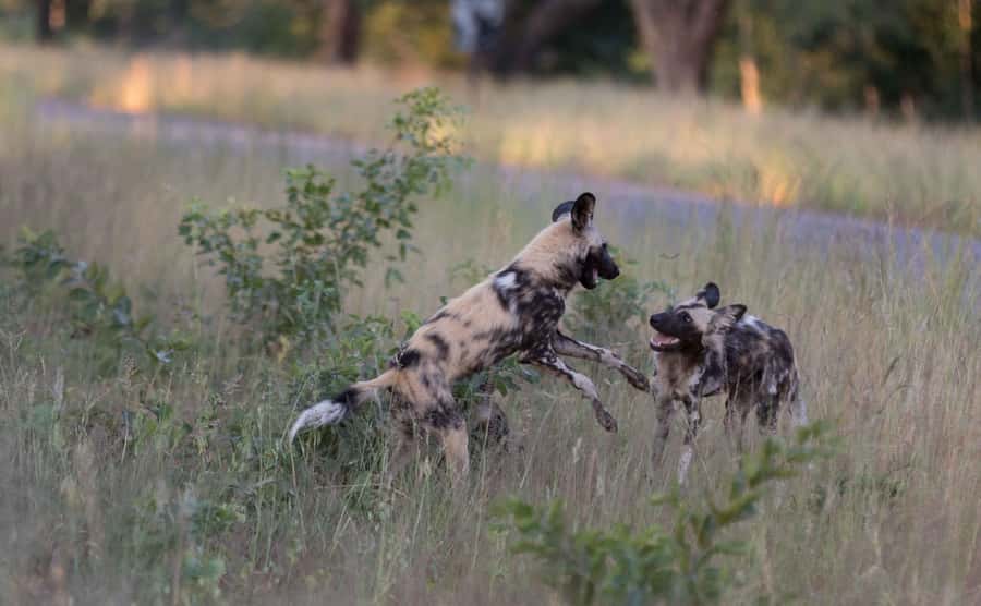 Zambezi National Park Game Drive in a Small Group - Three Hours In Zambezi National Park