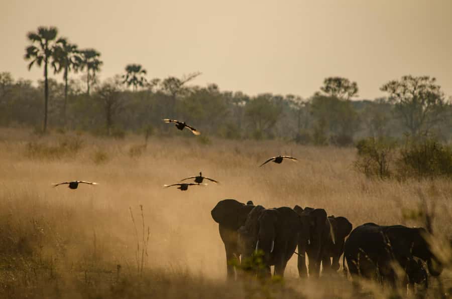 Zambezi National Park Game Drive in a Small Group - What You Might See, And What You Will Not
