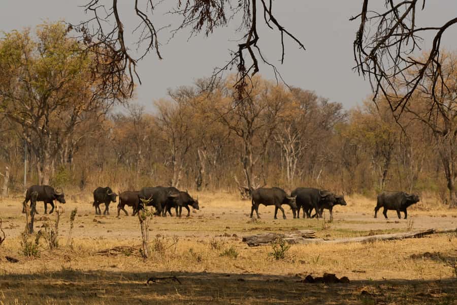 Zambezi National Park Game Drive in a Small Group - Your Guide Can Make The Difference