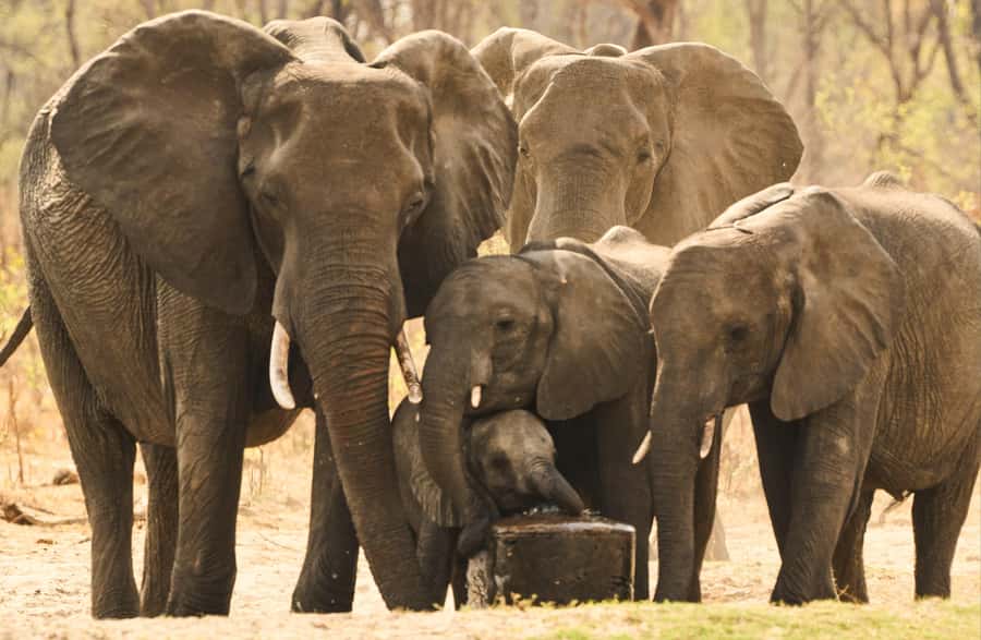 Zambezi National Park Game Drive in a Small Group - Morning Comfort: Tea, Muffins, And Cold Air
