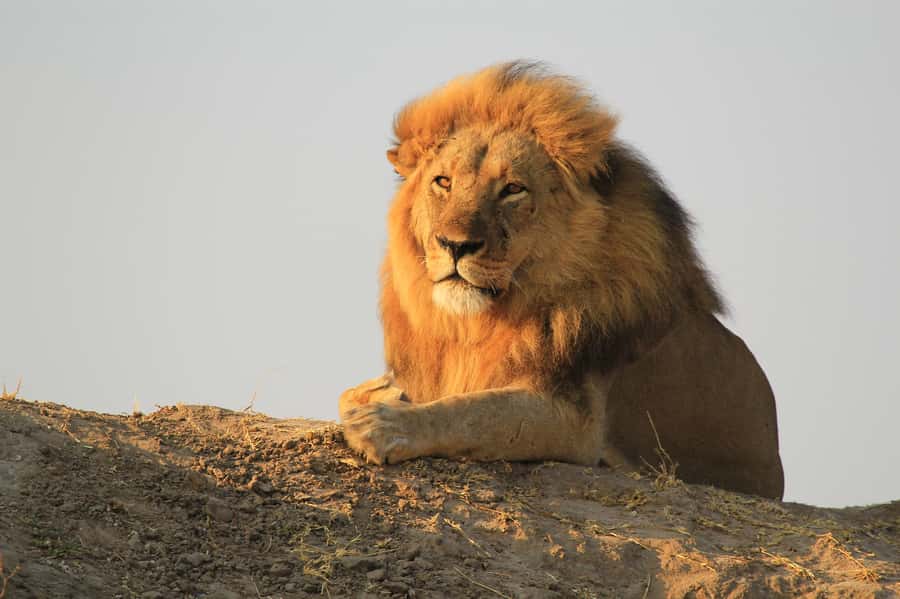 Zambezi National Park Game Drive in a Small Group - Price, Park Fees, And Overall Value