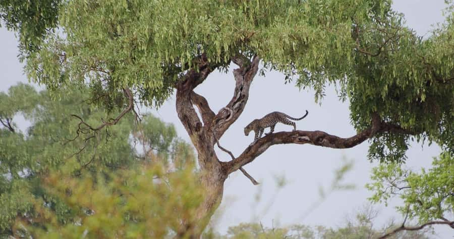 Zambezi National Park Game Drive in a Small Group - Who Should Choose The 6:00 Drive?