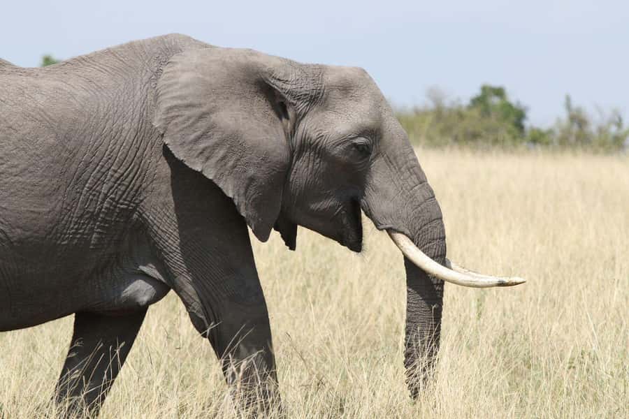 Zambezi National Park Private Wildlife Safari (4 - 10 hours) - Key points at a glance