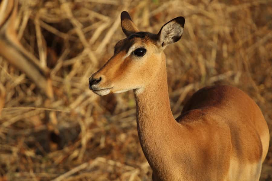 Zambezi National Park Private Wildlife Safari (4 - 10 hours) - A genuine wilderness five minutes from Victoria Falls