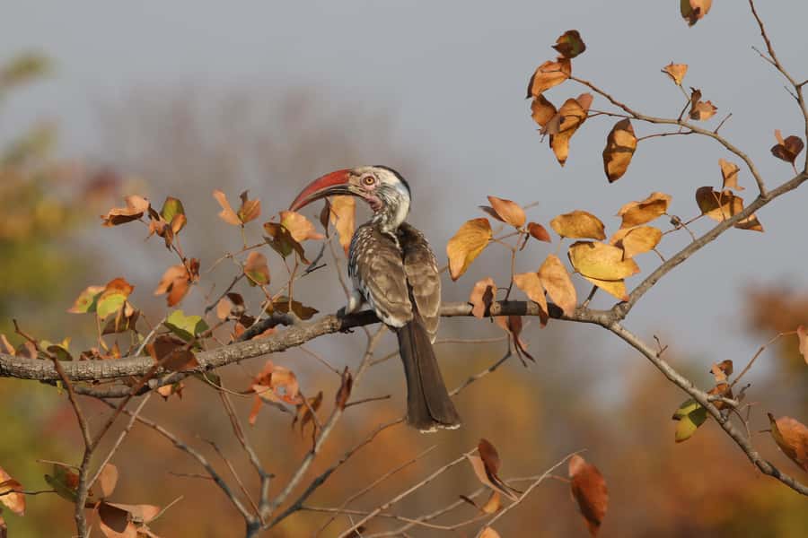Zambezi National Park Private Wildlife Safari (4 - 10 hours) - Looking for lion, leopard, wild dog, and sable