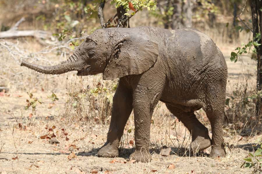 Zambezi National Park Private Wildlife Safari (4 - 10 hours) - A serious birding opportunity