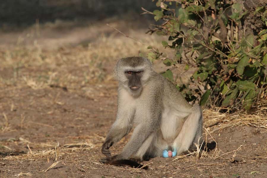 Zambezi National Park Private Wildlife Safari (4 - 10 hours) - Food, comfort, and what to pack