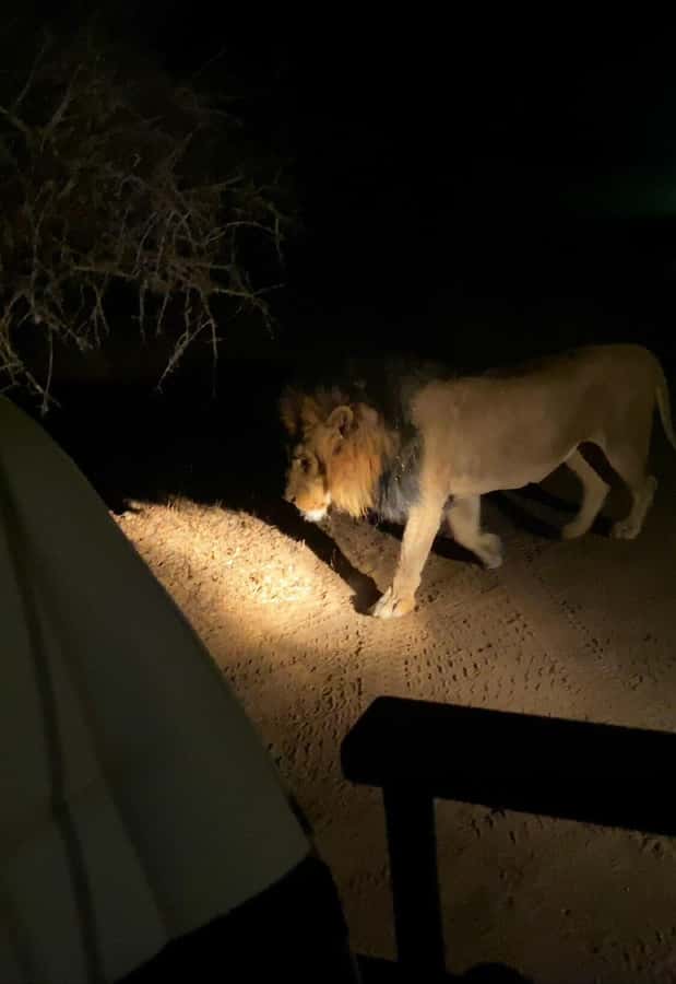 Zambezi Night Game Drive - Key points at a glance